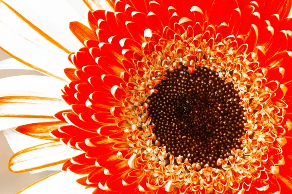 Gerbera pozadí — Stock fotografie