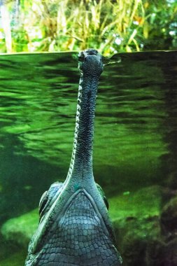Gharial - Gavialis gangeticus