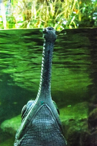 Гариал - gavialis gangeticus — стоковое фото