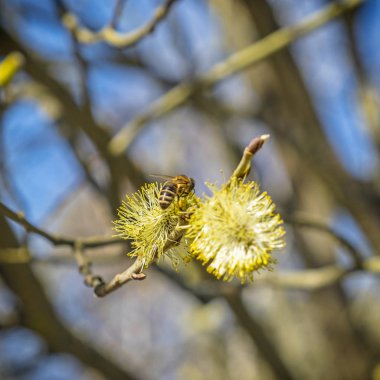 Bal arısı nektar çiçekli ağaç üzerinde toplar.