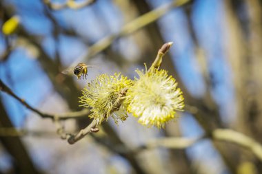 Bal arısı nektar çiçekli ağaç üzerinde toplar.