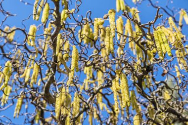 Ağaç dalları bahar zaman detay