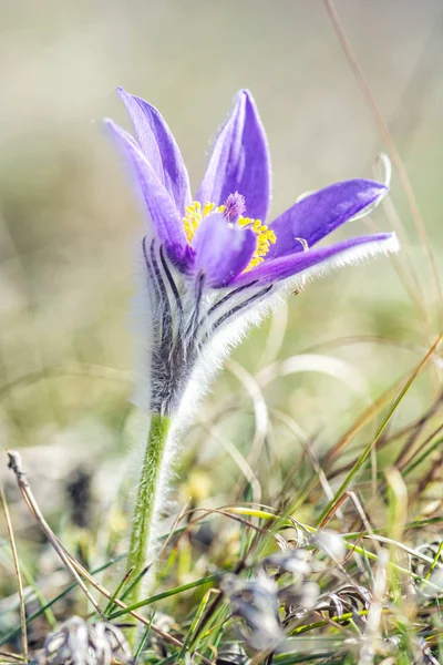 Grotere Pulsatilla Flower - Pulsatilla grandis, Nitra, Slowakije — Stockfoto