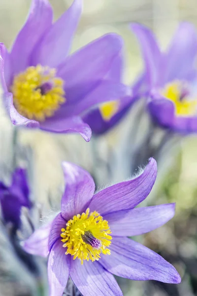 Greater Pasque Flower - Pulsatilla grandis, Nitra, Slovakia — Stock Photo, Image