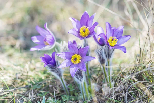 Greater Pasque Flower - Pulsatilla grandis, Nitra, Slovacchia — Foto Stock