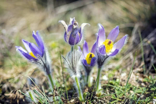 Greater Pasque Flower - Pulsatilla grandis, Nitra, Slovacchia — Foto Stock