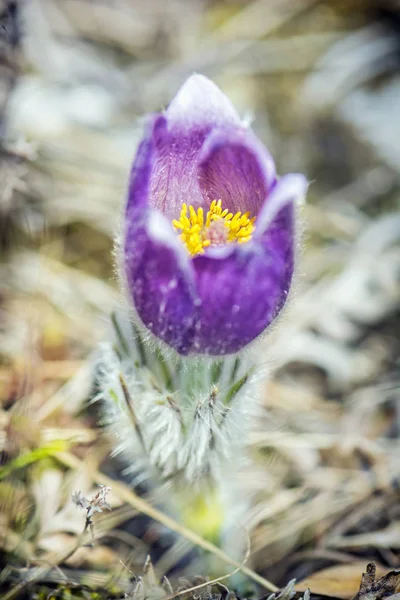 Greater Pasque Flower - Pulsatilla grandis, Nitra, Eslováquia — Fotografia de Stock
