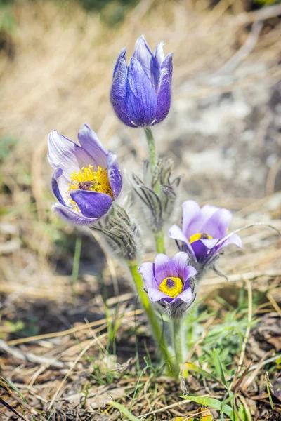 Greater Pasque Flower - Pulsatilla grandis, Nitra, Slovakia — Stock Photo, Image