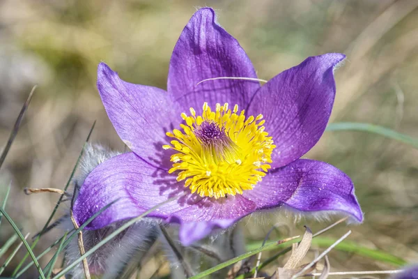 Greater Pasque Flower - Pulsatilla grandis, Nitra, Slovacchia — Foto Stock