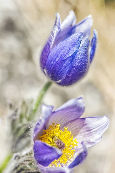 Greater Pasque Flower - Pulsatilla grandis, Nitra, Eslováquia — Fotografia de Stock