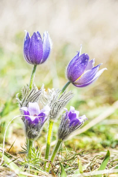 Större Pasque blomma - Pulsatilla grandis, Nitra, Slovakien — Stockfoto