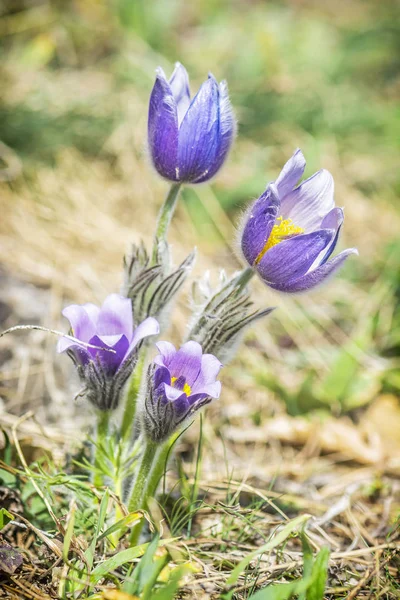 Greater Pasque Flower - Pulsatilla grandis, Nitra, Slovakia — Stock Photo, Image
