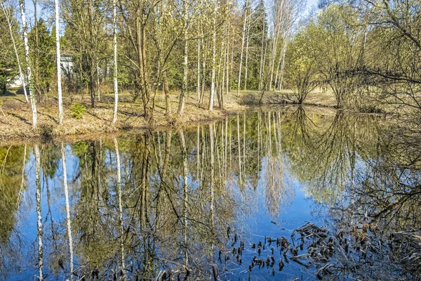 Bouleaux sont reflétés dans le lac — Photo