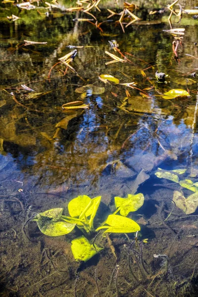 Växter under vattnet i sjön — Stockfoto