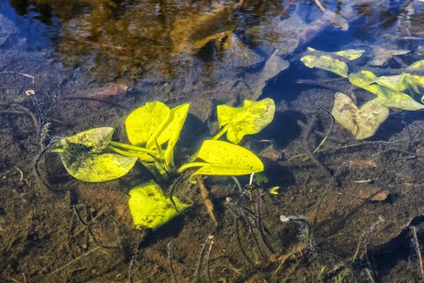 Plantas bajo el agua en el lago — Foto de Stock