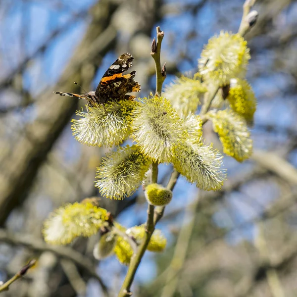 Vlinder verzamelt nectar op de bloeiende boom — Stockfoto