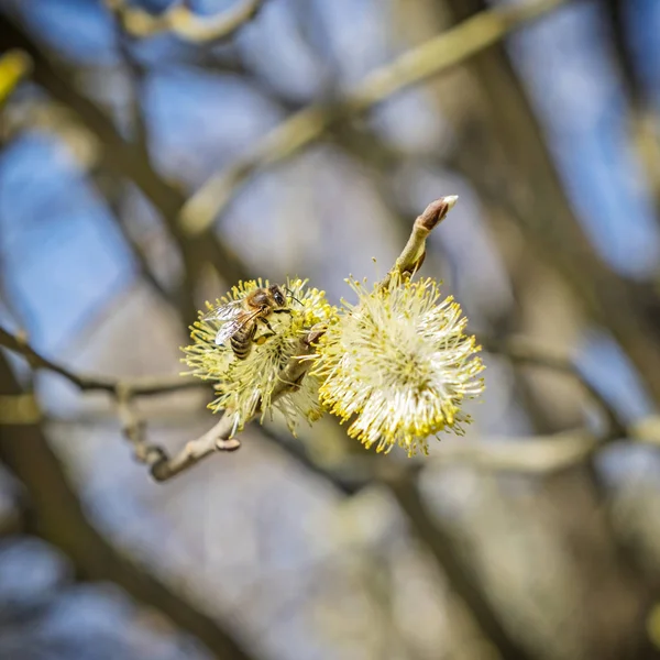 Honingbij verzamelt nectar op de bloeiende boom — Stockfoto