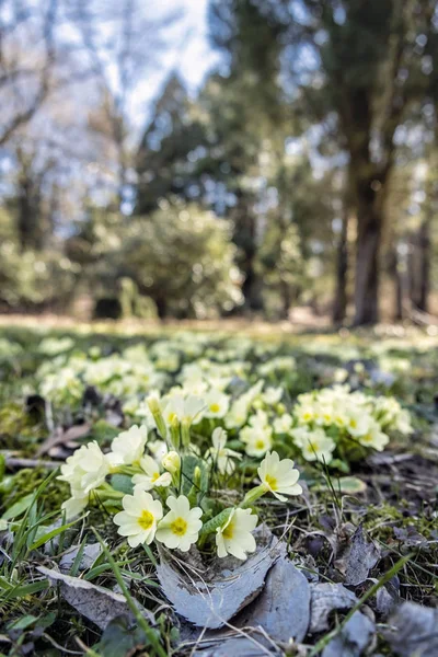 Primula vulgaris blommor på våren — Stockfoto