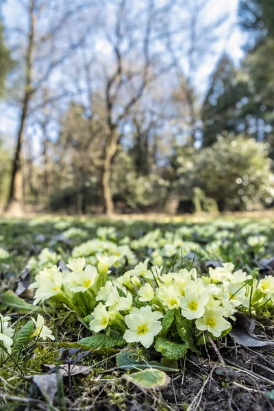 Primula vulgaris květy na jaře — Stock fotografie