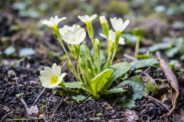 Primula vulgaris blommor på våren — Stockfoto