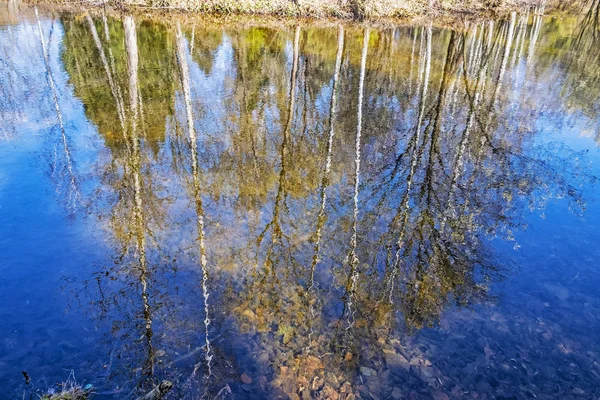 Birken spiegeln sich im See — Stockfoto