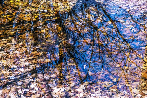 Lac plein de feuilles sèches avec reflets d'arbres — Photo
