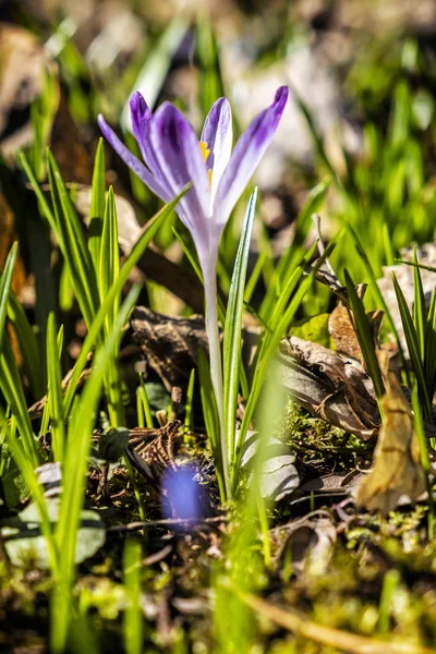 Blommande crocus blommor på våren — Stockfoto