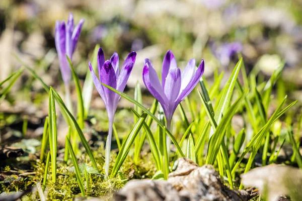 Blommande crocus blommor på våren — Stockfoto