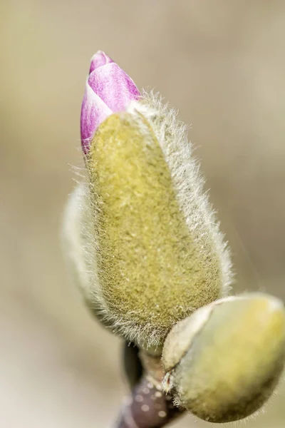 Bloeiende magnolia boom in de lente — Stockfoto