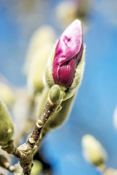 Bloeiende magnolia boom in de lente — Stockfoto