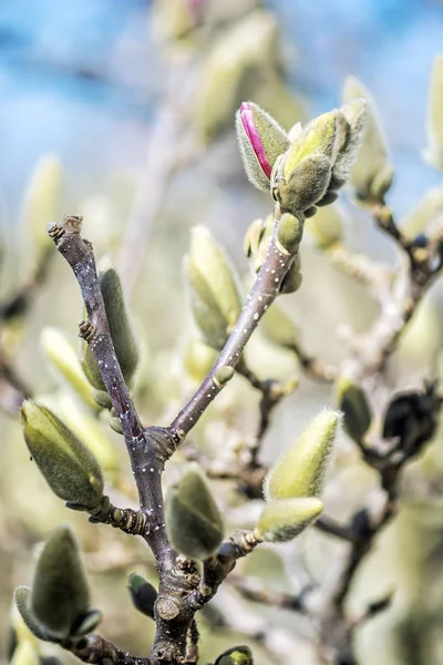 Bloeiende magnolia boom in de lente — Stockfoto