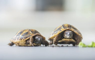 Hermann kaplumbağası - Testudo hermanni