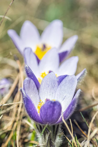 Greater Pasque Flower - Pulsatilla grandis, Nitra, Slovacchia — Foto Stock