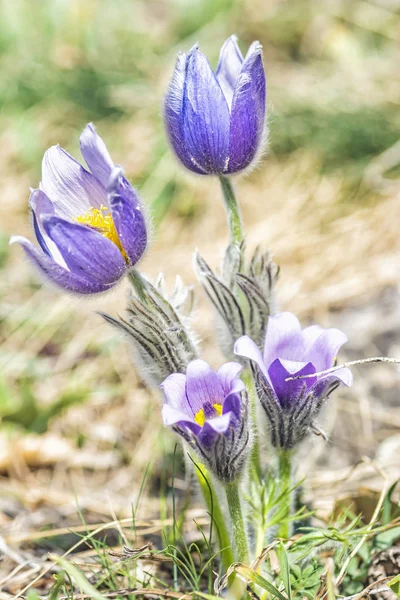 Större Pasque blomma - Pulsatilla grandis, Nitra, Slovakien — Stockfoto