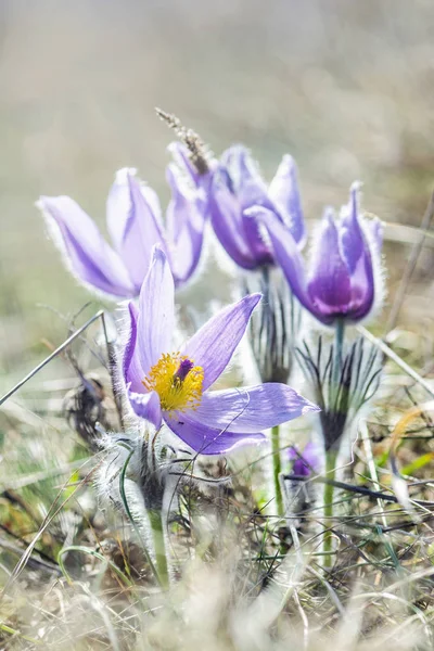 Greater Pasque Flower - Pulsatilla grandis, Nitra, Slovacchia — Foto Stock