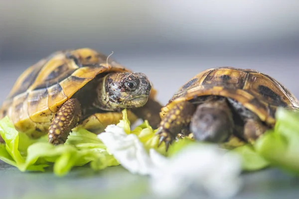 Hermann sköldpadda-Testudo hermanni — Stockfoto
