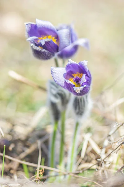 Greater Pasque Flower - Pulsatilla grandis, Nitra, Slovacchia — Foto Stock