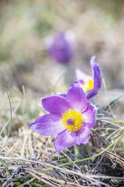 Greater Pasque Flower - Pulsatilla grandis, Nitra, Slovakia — Stock Photo, Image