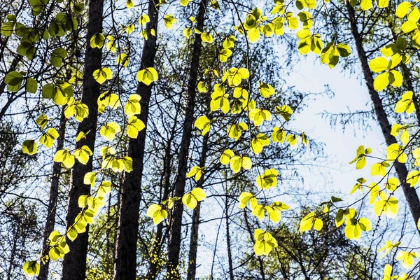 Löv i bakgrundsbelysning, lövskog, vårtid, Slovakien — Stockfoto