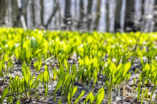 Vårtid i skogen, Klak Hill, Slovakien — Stockfoto