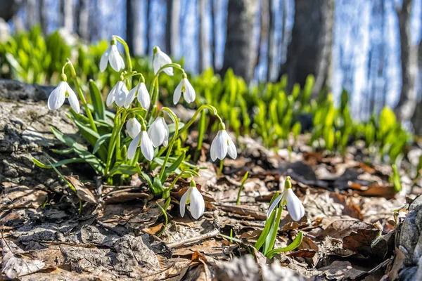 Vita snödroppar, Klak hill, Slovakien — Stockfoto