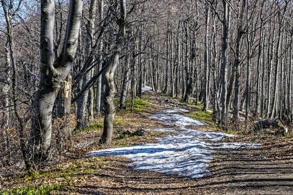 Las liściastych wiosną z zaśnieżonymi miejscami, klak Hill, Slovaki — Zdjęcie stockowe
