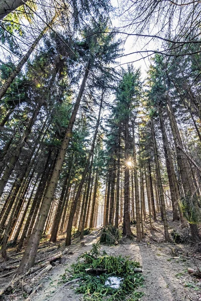 Kozalaklı orman ve güneş ışınları, Klak tepesi, Slovakya — Stok fotoğraf