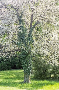 Çiçekli ağaç, Arboretum Tesarske Mlynany, Slovakya