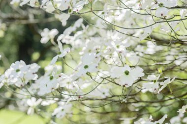 Flowering dogwood - Cornus florida, springtime clipart
