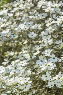 Flowering dogwood - Cornus florida, springtime clipart
