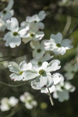 Çiçekli kızılcık - Cornus florida, ilkbahar