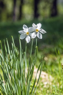 White narcissus , Arboretum Tesarske Mlynany, Slovakia clipart
