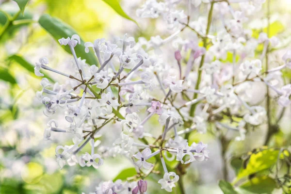 Bloeiende Syringa Lila Bush, natuurlijke scène — Stockfoto