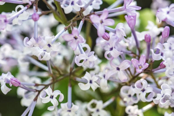 Bloeiende Syringa Lila Bush, natuurlijke scène — Stockfoto